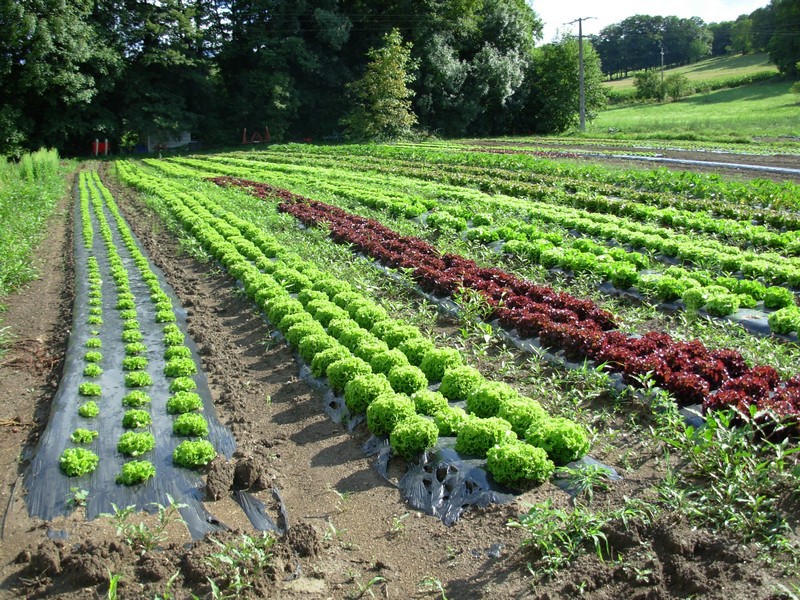 CostaBeauregard's tweet photo. Rencontre avec Bastien Rolland, assistant chef de culture aux #potagerdesonnaz après BacPro et BTS Production Horticole #lycéecostadebeauregard. @oselagriculture @CneapEc @Agri_Gouv #emploi #intothejob #metier #formation #lycéeagricole
Son interview ici: https://t.co/LTN5RMOp3Y https://t.co/nCTAoMuAeC