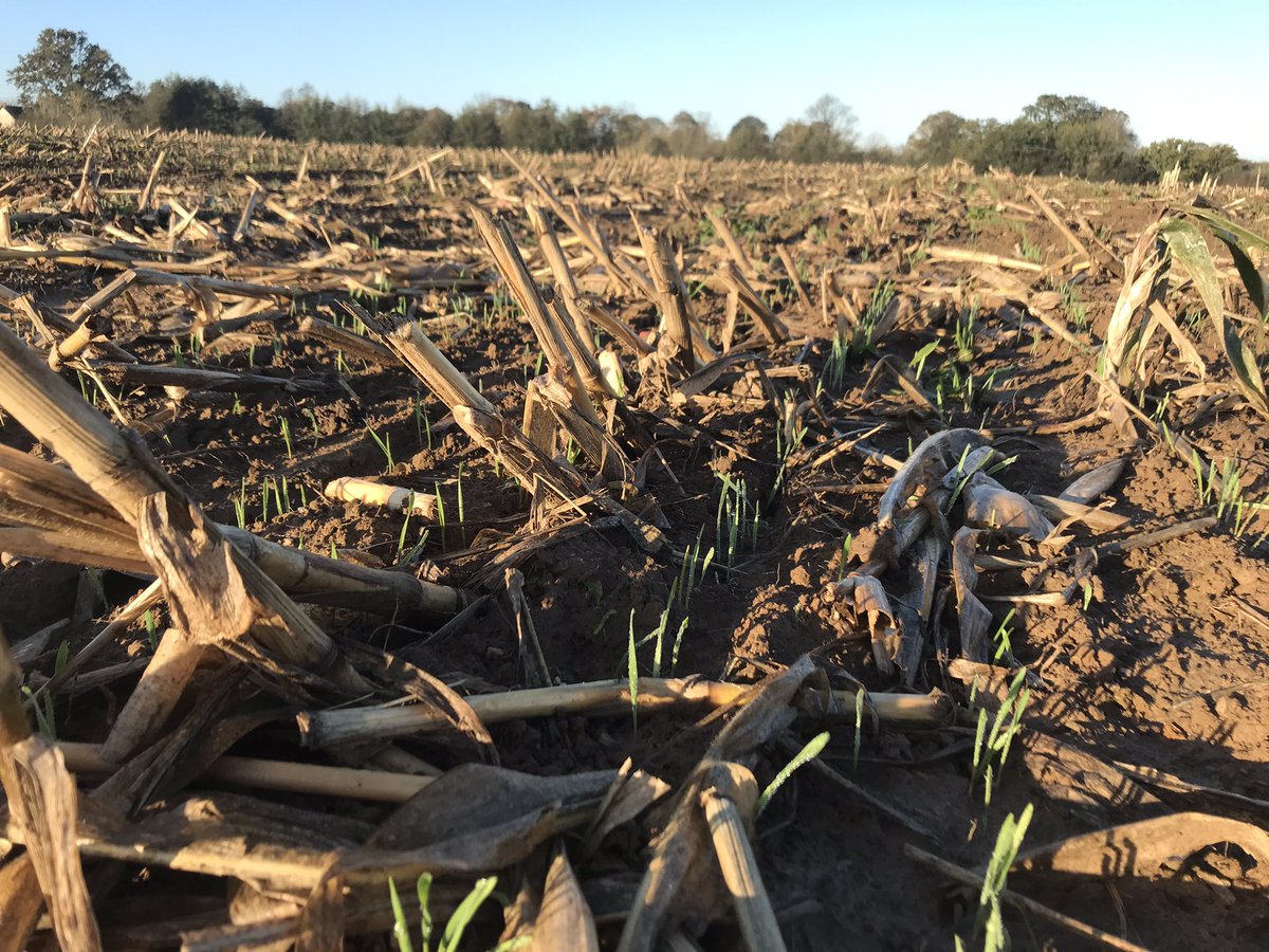 ThibautGiraud1's tweet photo. Petit tour dans les #semidirect du 19 et 20 octobre direct derrières passage de l’ensileuse pour le #blé 🌾 et dans un couvert d’orge de printemps pour le #tritical sa pousse tranquillement au vue des quantités d’eau depuis un mois 🙄 #johndeere750A https://t.co/G2kuxtmKXd