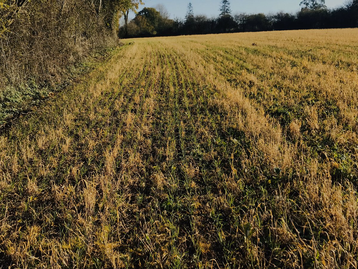 ThibautGiraud1's tweet photo. Petit tour dans les #semidirect du 19 et 20 octobre direct derrières passage de l’ensileuse pour le #blé 🌾 et dans un couvert d’orge de printemps pour le #tritical sa pousse tranquillement au vue des quantités d’eau depuis un mois 🙄 #johndeere750A https://t.co/G2kuxtmKXd