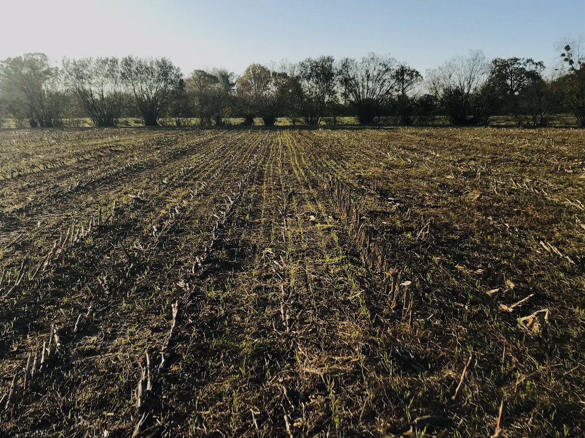 ThibautGiraud1's tweet photo. Petit tour dans les #semidirect du 19 et 20 octobre direct derrières passage de l’ensileuse pour le #blé 🌾 et dans un couvert d’orge de printemps pour le #tritical sa pousse tranquillement au vue des quantités d’eau depuis un mois 🙄 #johndeere750A https://t.co/G2kuxtmKXd