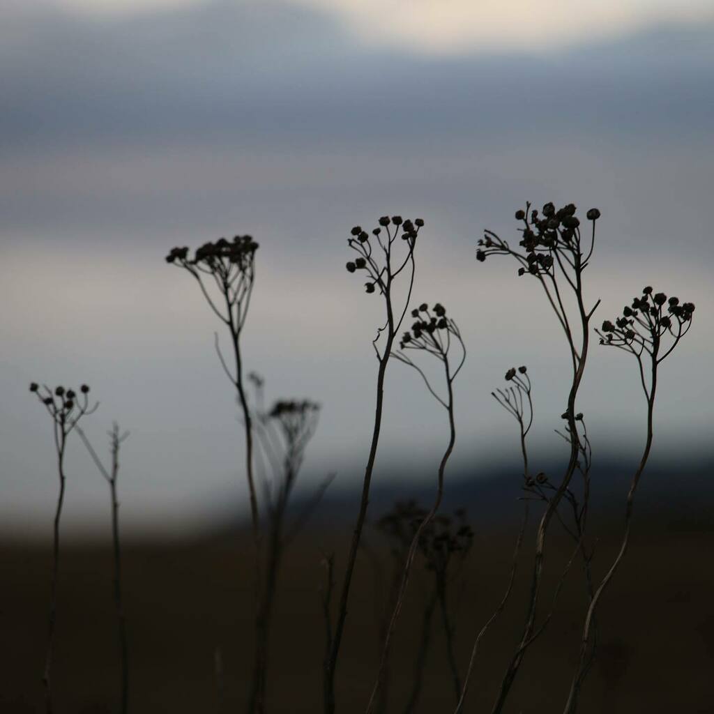 AssensNatur's tweet photo. Efterår på Feddet🍁🌊#visitfyn #fyn #visitdenmark #naturelovers #natur #denmark #danmark #dänemark #landscape #sky #assens #mitassens #fynerfin #vielskernaturen #sonnenschein #visitassens #countryside #herzensland #instanature #picoftheday #sea #seatrout #autumn #fall #assen… https://t.co/Ee1qhhLg6k