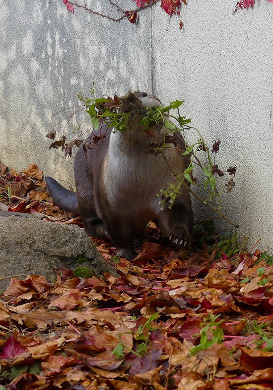TheDailyOtter tweet picture