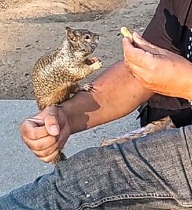 I trained a Squirrel at my local park to sit on my forearm and eat peanuts...lol :) #squirrels #animal #animals
