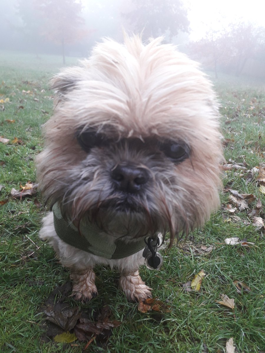 GerryMoynihan's tweet photo. Maisie out for a misty morning walk in #HornimanGardens...
#DogWalking #DogWalker #WritersAndDogs #Amwriting? #Writer #WritersLife #Lockdown2 #lockdown #StayHomeSaveLives https://t.co/TB5DjANJ1a