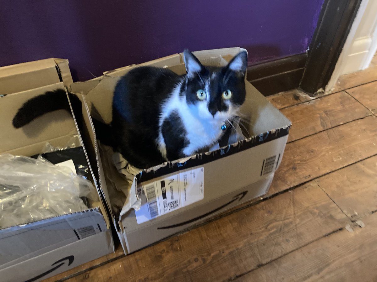 WolfyFoxy3's tweet photo. Box cat is enjoying the many early Christmas present deliveries... and no, our humans are not just buying from Amazon BUT when they do, they do send the biggest boxes..... #miaow https://t.co/4OBptUiXHC