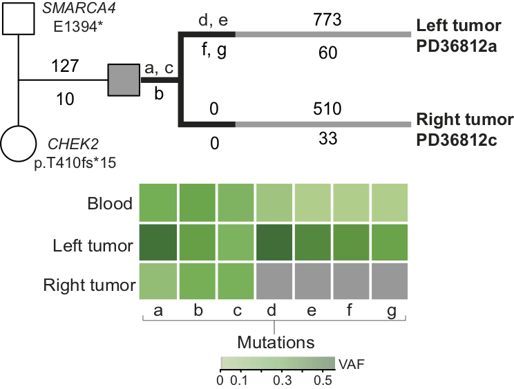 By looking at the somatic mutations from both left and right tumour in bulk blood of the same patient, we saw that each tumour shared mutations with blood not found in the other. This means that the tumours diverged very early in embryogenesis, before gastrulation. [3/6]