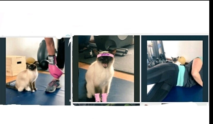 mel_cbe's tweet photo. @JaneFallon Hope she'll become your #personaltrainerCat like Auntie @myleftfang !πππΈπΈπΈπΈπΈ https://t.co/BS4unTua9u