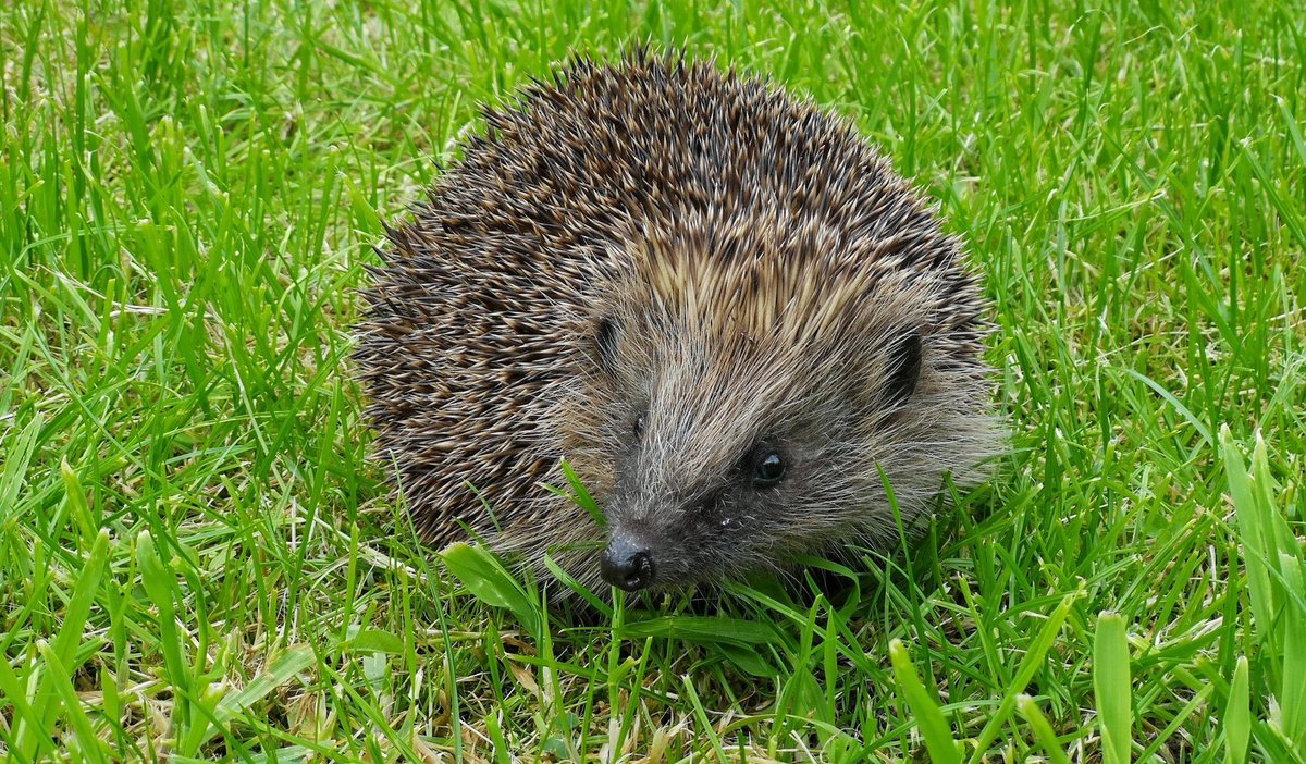 Remember, remember, the 5th of November, please, please check your bonfire site for hedgehogs BEFORE you light it! 🔥🦔 #BonfireNight #GuyFawkesNight