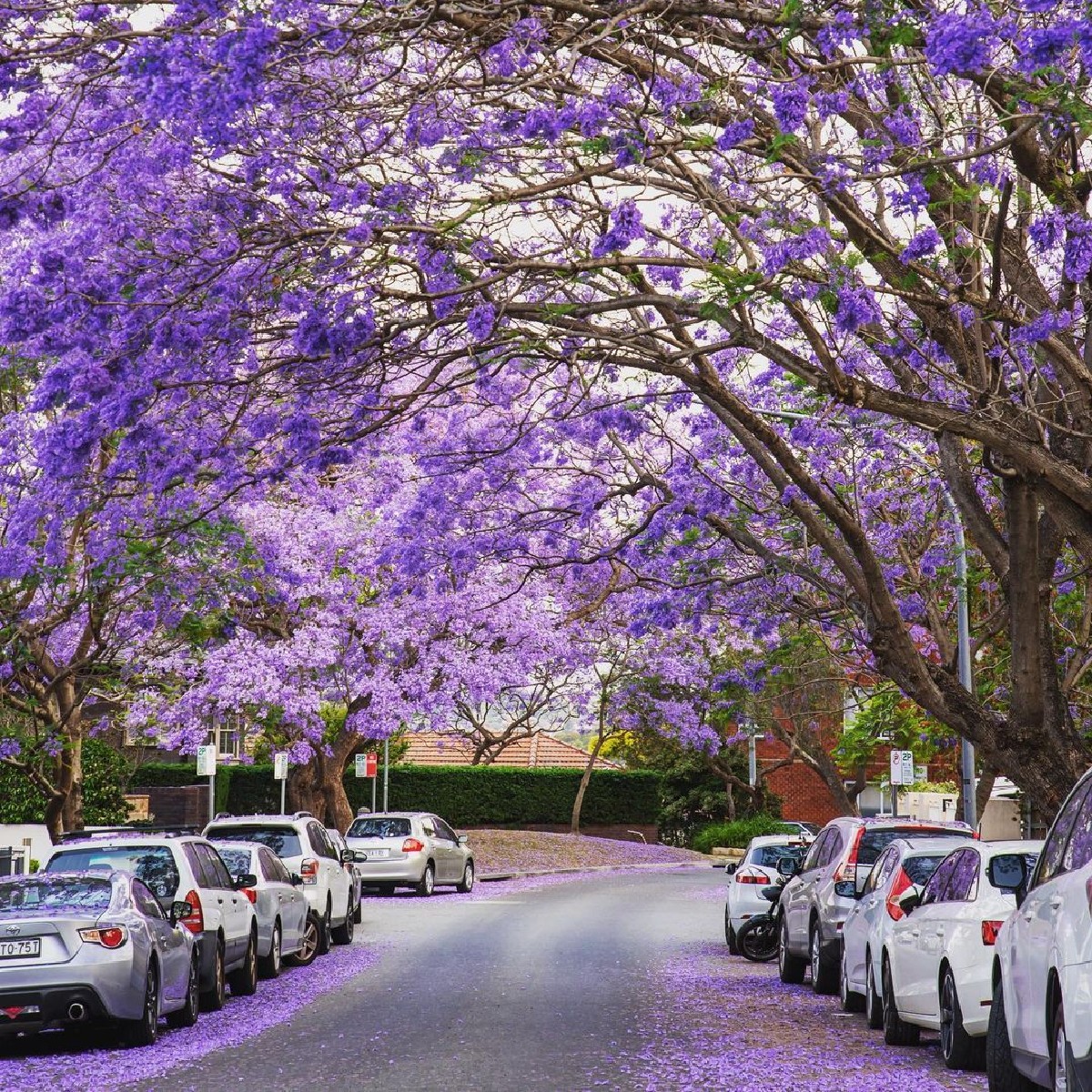 Australia's tweet image. When you ask to look ‘natural’, but leave the salon looking like this 💁‍♀️ 

Luckily you can totally pull it off, #Kirribilli! 💜 Taken by IG/smitanphoto, this lovely suburb of @sydney_sider is known for gorgeous #Jacaranda trees which blossom in spring!

 #seeaustralia