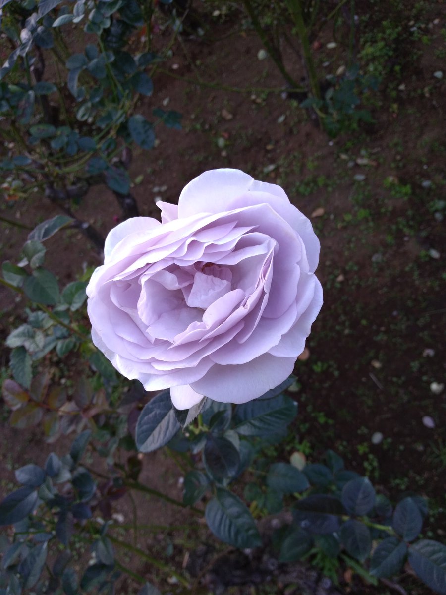 Isana01metal 紫のバラの人 紫薔薇を見る度にこのセリフが出てくる Isana01metal 紫のバラの人 紫薔薇を見る度にこのセリフが出てくる