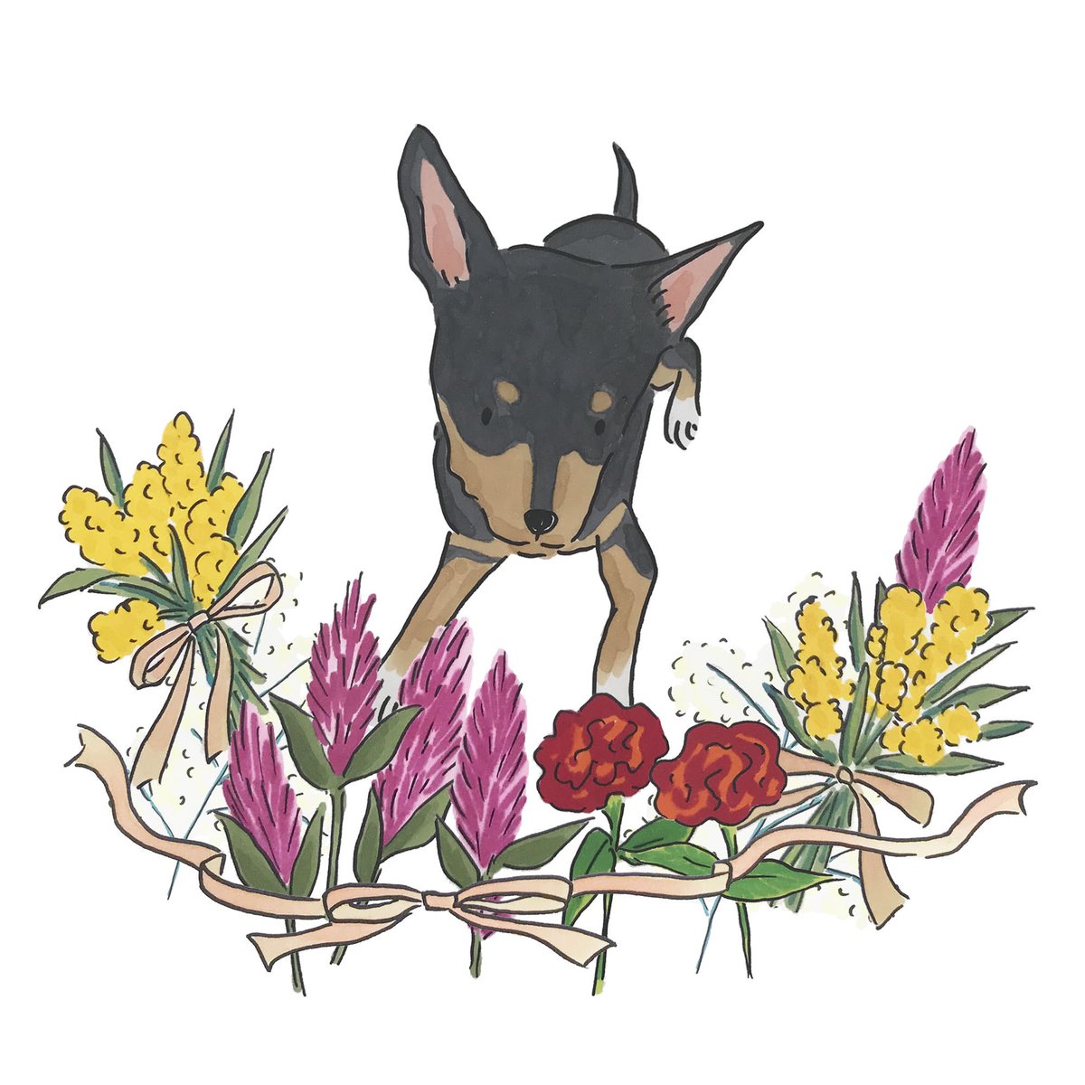 Omami イラストレーター Di Twitter ミニチュア ピンシャー こんな冬の花を集めた花束とリボンの飾りもかわいい ミニチュアピンシャー 小さなドーベルマンと呼ばれることもあるそう たしかに似てる 犬部 犬好きな人と繋がりたい 犬イラスト ピンシャー