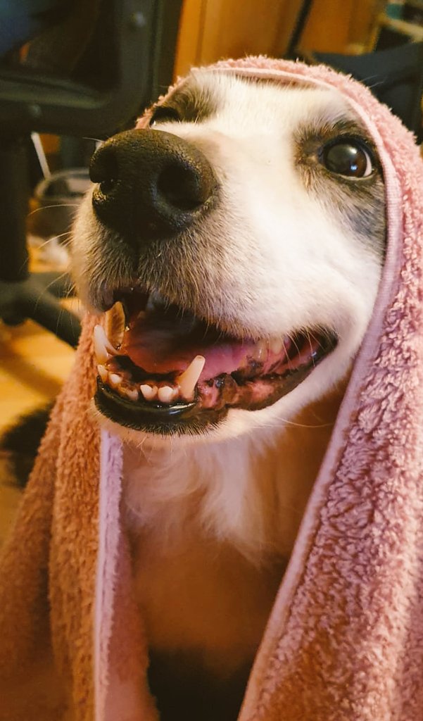 Bella Zelda Lenahan (@bellathedogie) on Twitter photo 