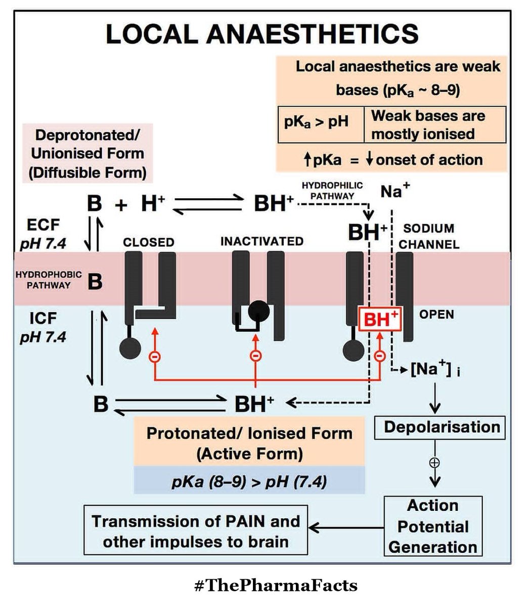 PharmaFacts28's tweet photo. LOCAL ANAESTHETICS
Protonated/Ionised Form
GetInTouchVisit Below👇.
https://t.co/PRoEuVgnfh
.
.
.
.
.
#Covid_19 #EUCovid19ResponseKE #Elections2020 #ElectionResults2020 #ArnabGoswami #Maharashtra #IndiaWithArnabGoswami #iPhone12Pro #pharmacy #IHaveWonPennsylvania #pharmacydirect https://t.co/BHIQQ9pH2S