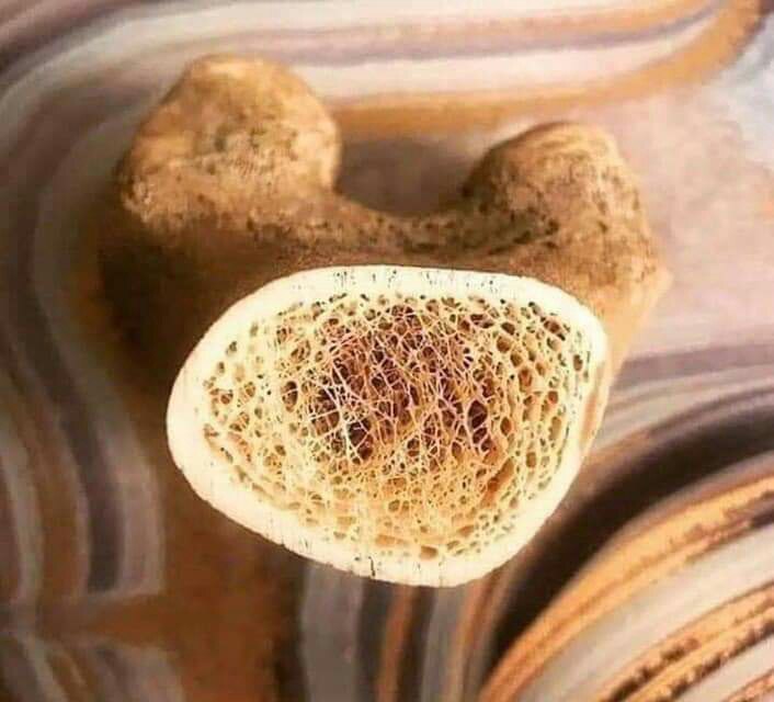 Q_35_D's tweet image. هذا هو النخاع العظمي المتواجد داخل العظم
هذا هو مصنع الكريات الحمراء و البيضاء و الصفائح 
مصنع لا يقدر بثمن

فتبارك الله أحسن الخالقين 💜.