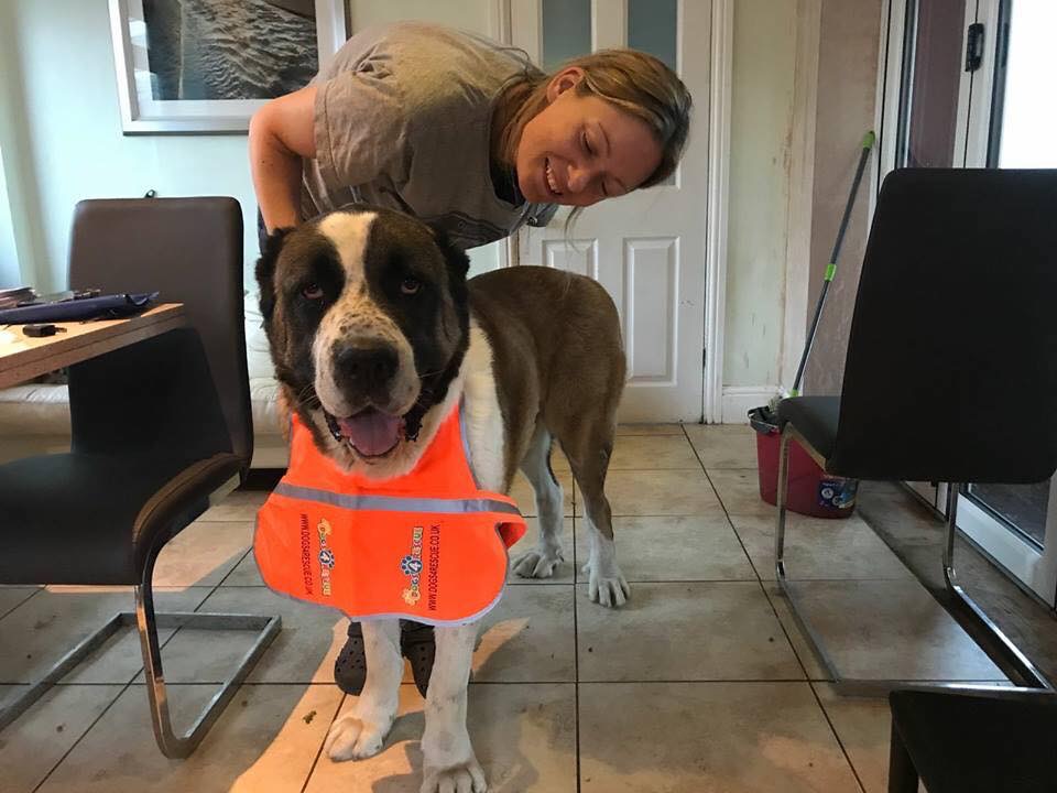 Dogs 4 Rescue tweet media