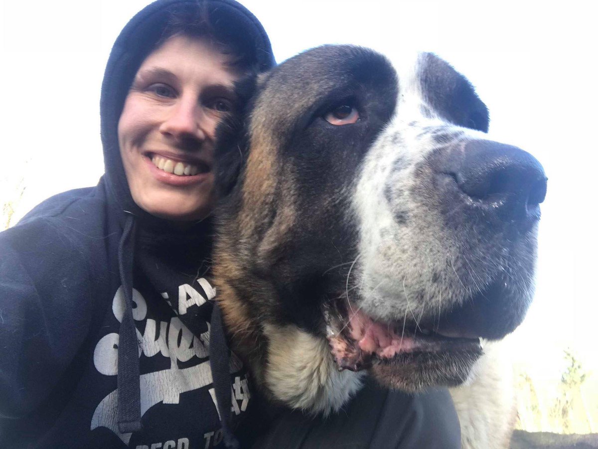 Dogs 4 Rescue tweet media