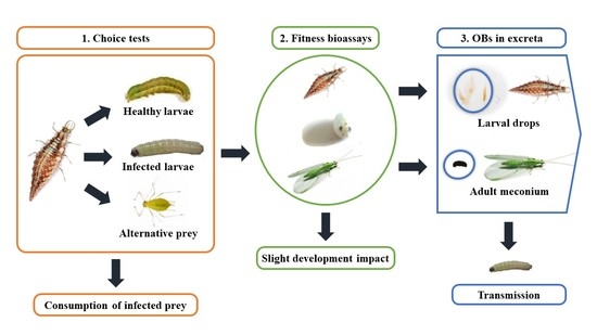 Insects_MDPI's tweet photo. #mdpiinsects The Role of Chrysoperla carnea (Steph.) (Neuroptera: Chrysopidae) as a Potential Dispersive Agent of #Noctuid Baculoviruses
https://t.co/liTZnxKV5J https://t.co/b74wRTZfgT