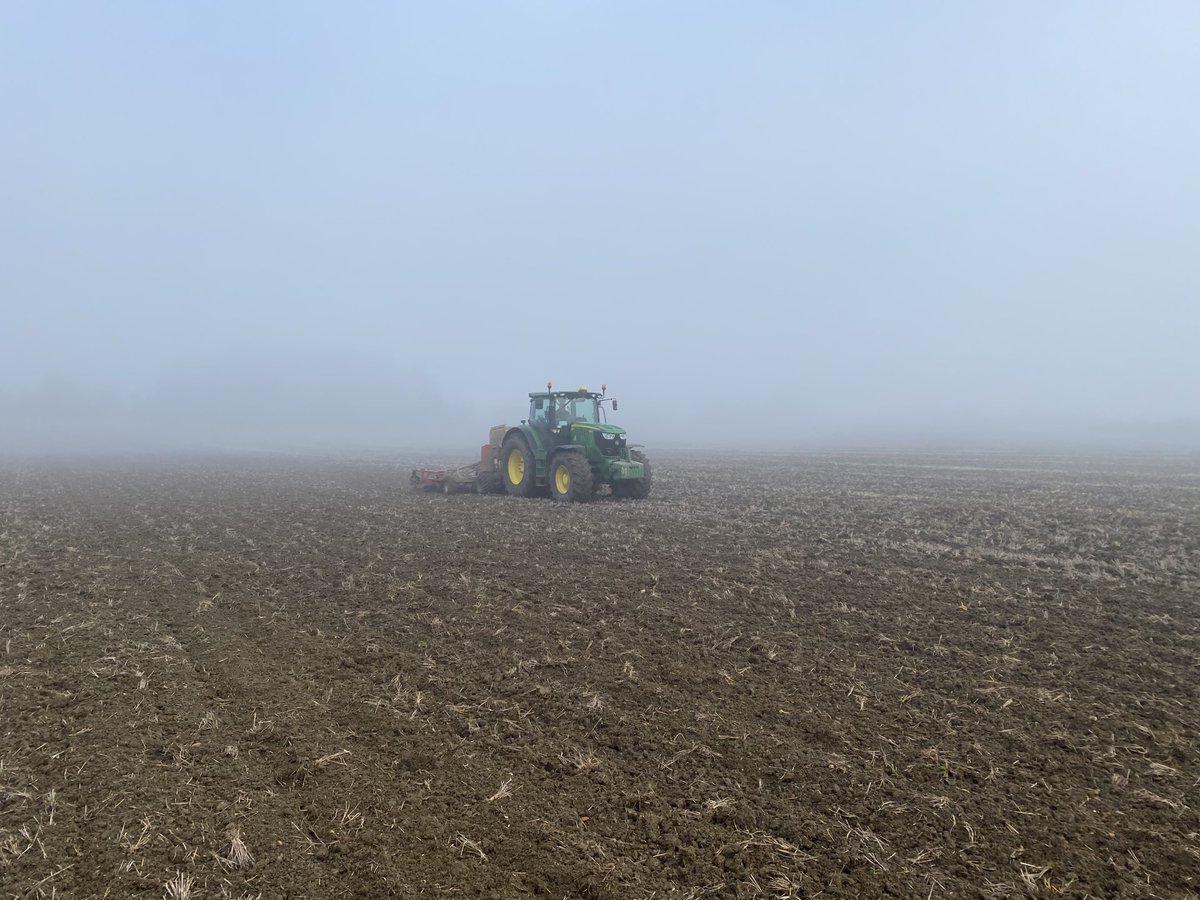 Bean drilling going well- yesterday morning, dusk and in the fog today.
