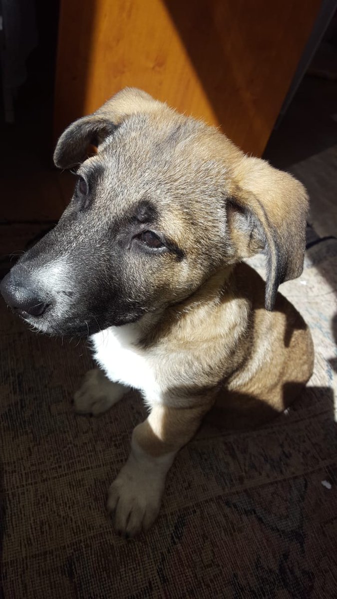 Mullerish_'s tweet photo. ⚠️UP FOR ADOPTION⚠️
3 months old mixed breed(male)
very playful

If interested please contact 71291787
RT https://t.co/908wNLz2Yq