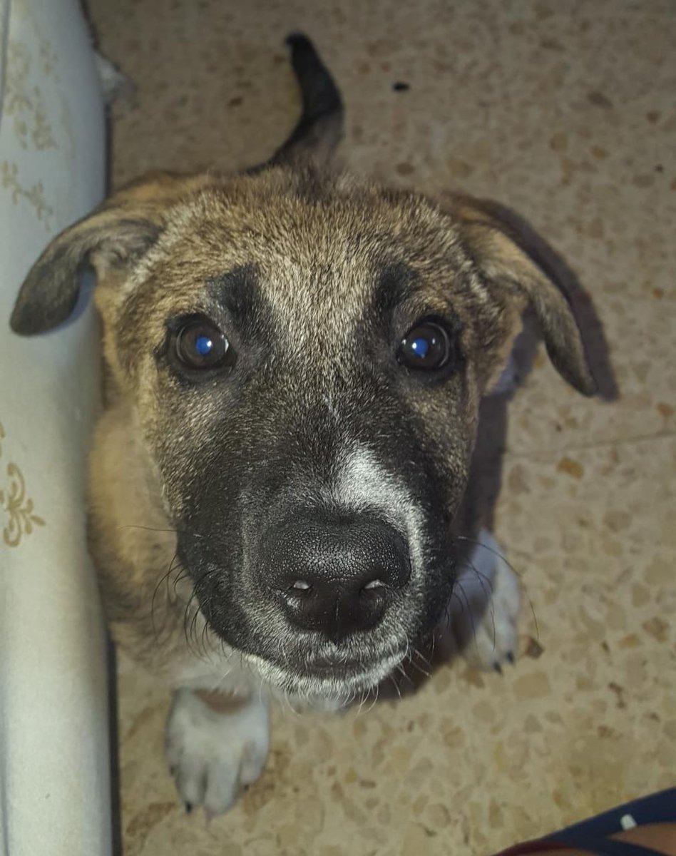 Mullerish_'s tweet photo. ⚠️UP FOR ADOPTION⚠️
3 months old mixed breed(male)
very playful

If interested please contact 71291787
RT https://t.co/908wNLz2Yq