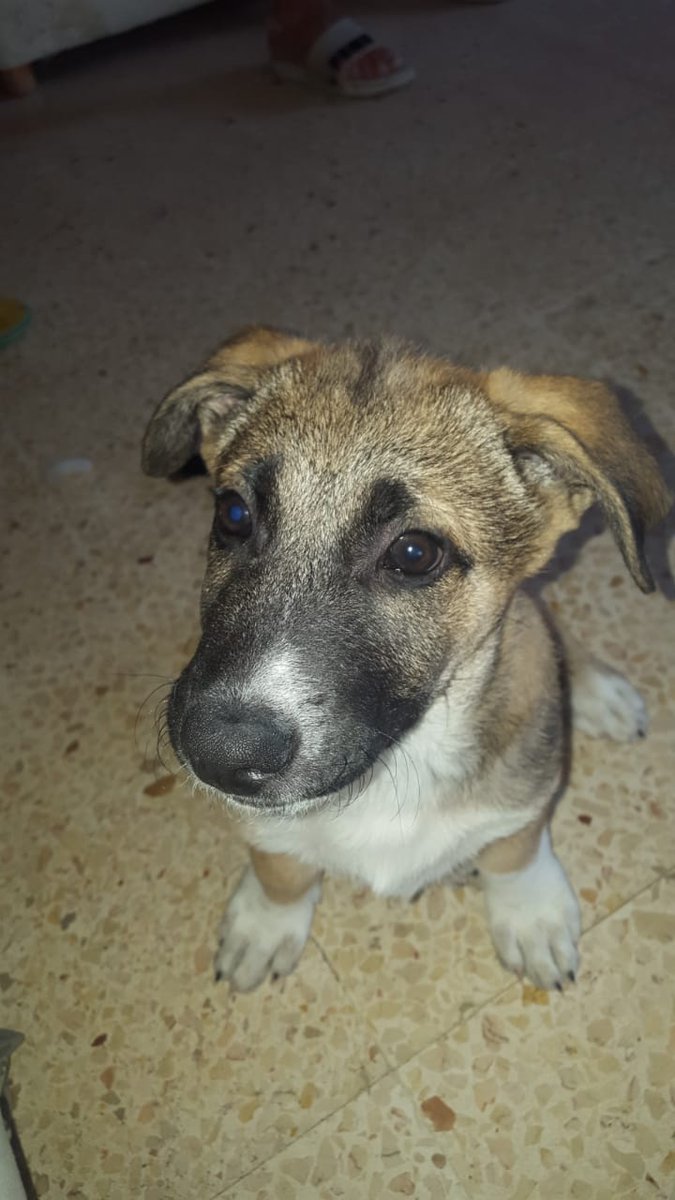 Mullerish_'s tweet photo. ⚠️UP FOR ADOPTION⚠️
3 months old mixed breed(male)
very playful

If interested please contact 71291787
RT https://t.co/908wNLz2Yq