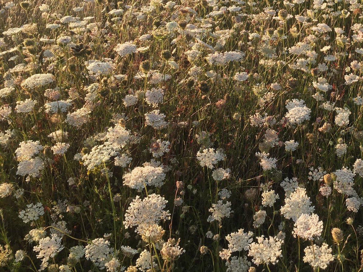 wildishly's tweet photo. @dartmoorcollect @M_Z_Harrison The inner light of wild carrot flowers #stubbornlightcomp https://t.co/4S2D1mrblV