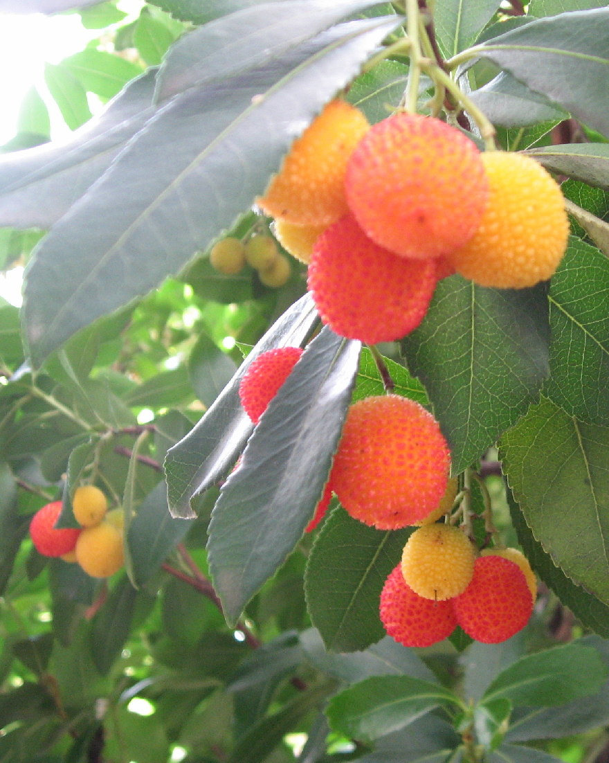 KazooYoko's tweet photo. ��ちごの木(strawberry tree)の紹介です。
ヨーロッパを原産とする低木。ツツジ科に属する。
イチゴというよりはヤマモモに近い。
花は釣鐘状で晩秋に咲く。形状はアセビに似ており、色は白かピンク。
面白いのは昨年の花実が熟すのが今年の花が咲いてからなのである。
実が鈴なり、味は無味です。 https://t.co/pQgFIGVlLC