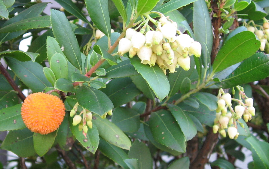 KazooYoko's tweet photo. ��ちごの木(strawberry tree)の紹介です。
ヨーロッパを原産とする低木。ツツジ科に属する。
イチゴというよりはヤマモモに近い。
花は釣鐘状で晩秋に咲く。形状はアセビに似ており、色は白かピンク。
面白いのは昨年の花実が熟すのが今年の花が咲いてからなのである。
実が鈴なり、味は無味です。 https://t.co/pQgFIGVlLC