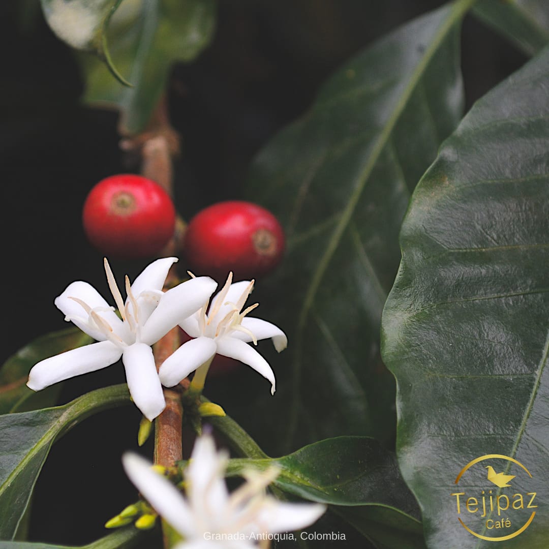 tejipaz's tweet photo. Cuando consumes nuestros productos orgánicas aportas a la protección del medio ambiente y la soberanía alimentaria🌸

Te enviamos un abrazo lleno de gratitud y amor 🤍

Tejipaz, desde el ser para poder hacer ✨ https://t.co/VxDUD1PDMh