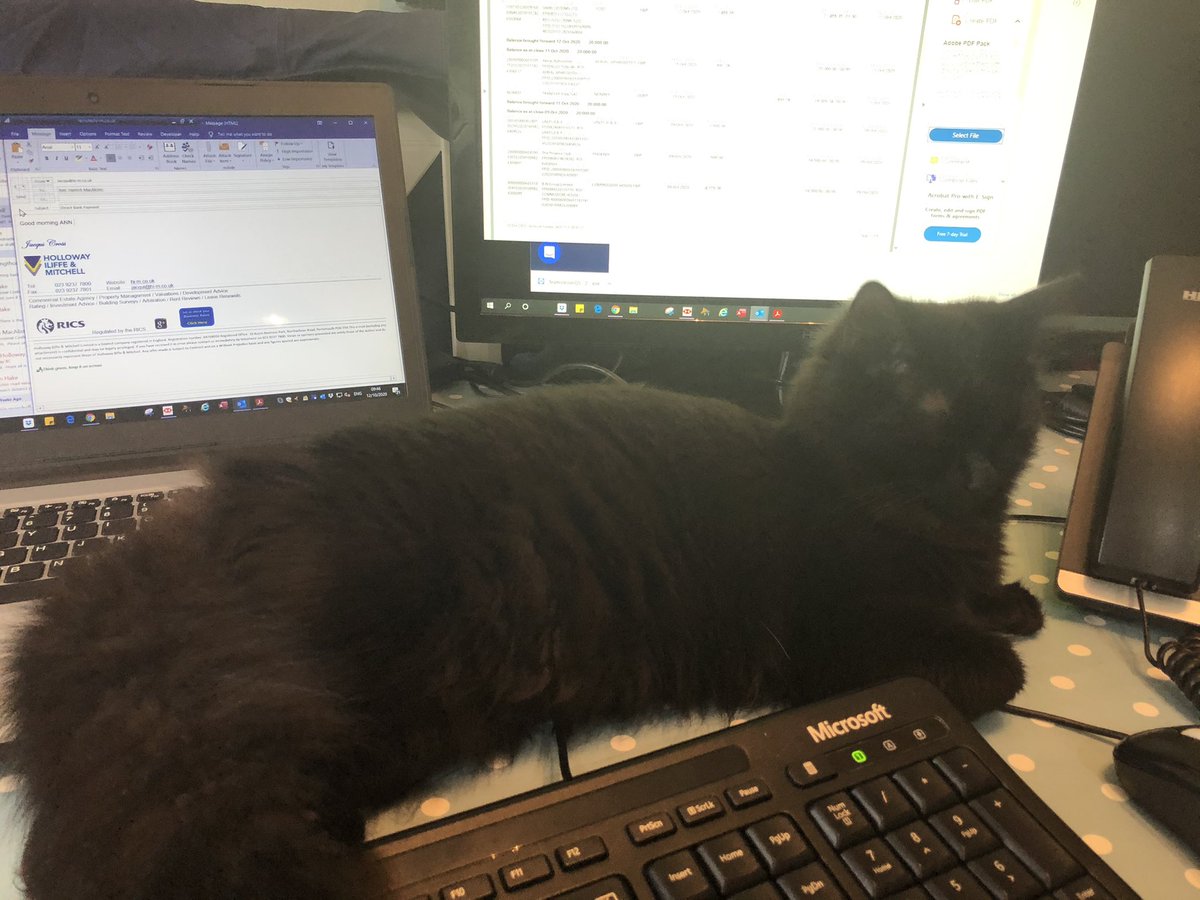 Jaxcross69's tweet photo. I iz helpin my mum today “workin from home” !! #WorkCompanion #CatsOfTwitter #BlackCat https://t.co/AEzMpFuaH3