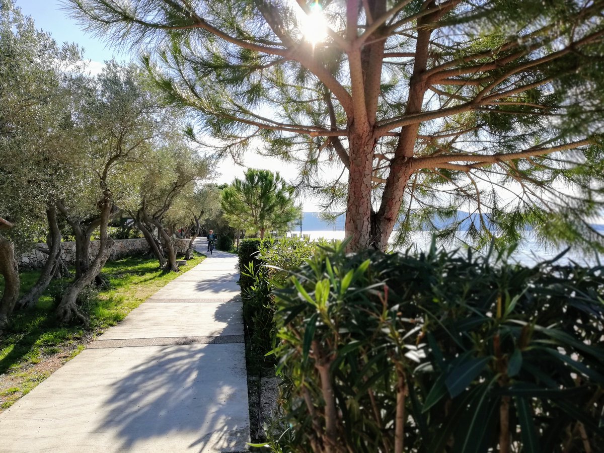 campkovacine's tweet photo. Our olives are oil already, and yours?
#campingKovacine #campKovacine #Kovacine #topcamping #bestcamping #campinginCroatia #Crescamping #campingincres #visitCres #Cres #Cresisland #loveCres #visitKvarner #Croatia #Croatiafulloflife https://t.co/jWwAV4EsC4