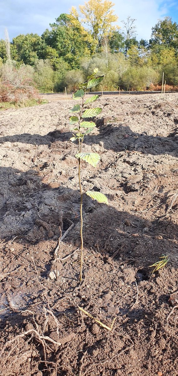 Agritruffe33's tweet photo. #plantation en #gironde de #plants #truffiers. Ici un #charme de 2 ans.
#truffle #tree #plantation in Southwest of #france. Here is an #hornbeam aged of 2 years old.
#tuber #truffe #plants #truffiers #arbres #arbrestruffiers #chenes
#truffles #truffle #trees #truffletrees #oaks https://t.co/qkXoqpY37v