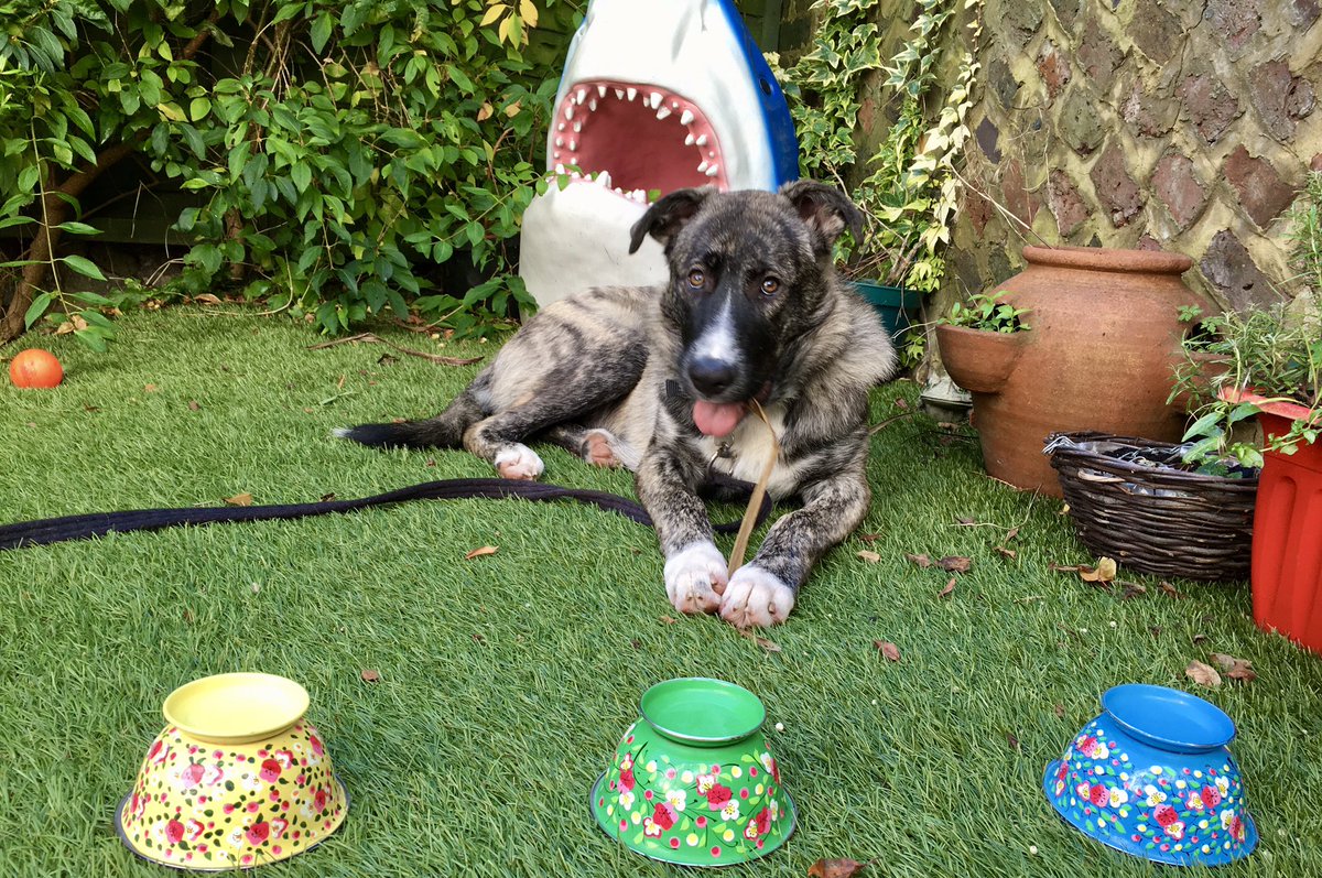 Lockdown 2 with our new shark. 

Day 1: The cup game
