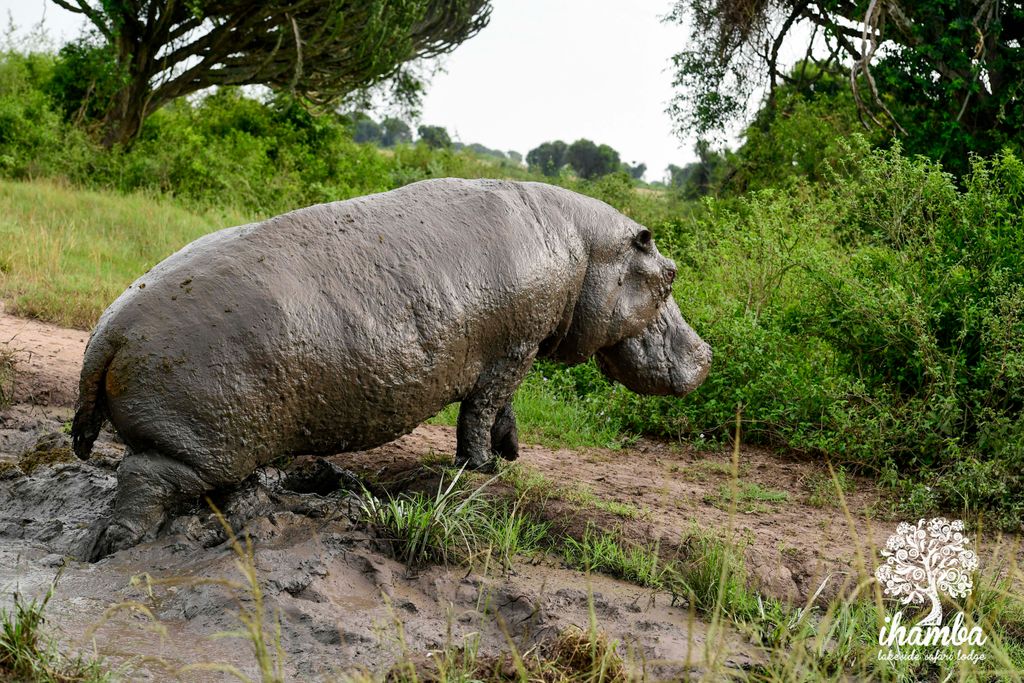 Ihamba Ihamba Safari Lodge (@IhambaLodge) / Posts / X