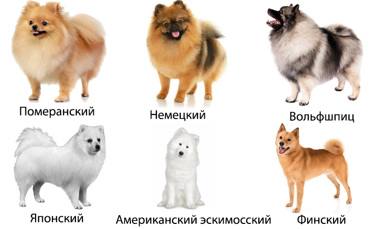 MargaronMe's tweet photo. (5 пород собак, которых легко перепутать) на Margaron Блог Собачницы Я часто расстраиваюсь, когда мою собаку называют шпицом, но это не уникальный случай. Ведь есть породы объективно очень похожие.
 - https://t.co/IdFtrDIo2V
#маргарон #мнение https://t.co/154zfXjhmE