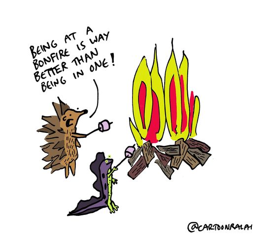 WildlifeTrusts's tweet photo. ⚠️Remember to check your bonfire for hedgehogs and other wildlife before lighting ⚠️ RT! #BonfireNight 🦔 https://t.co/wvGxUWEmnx