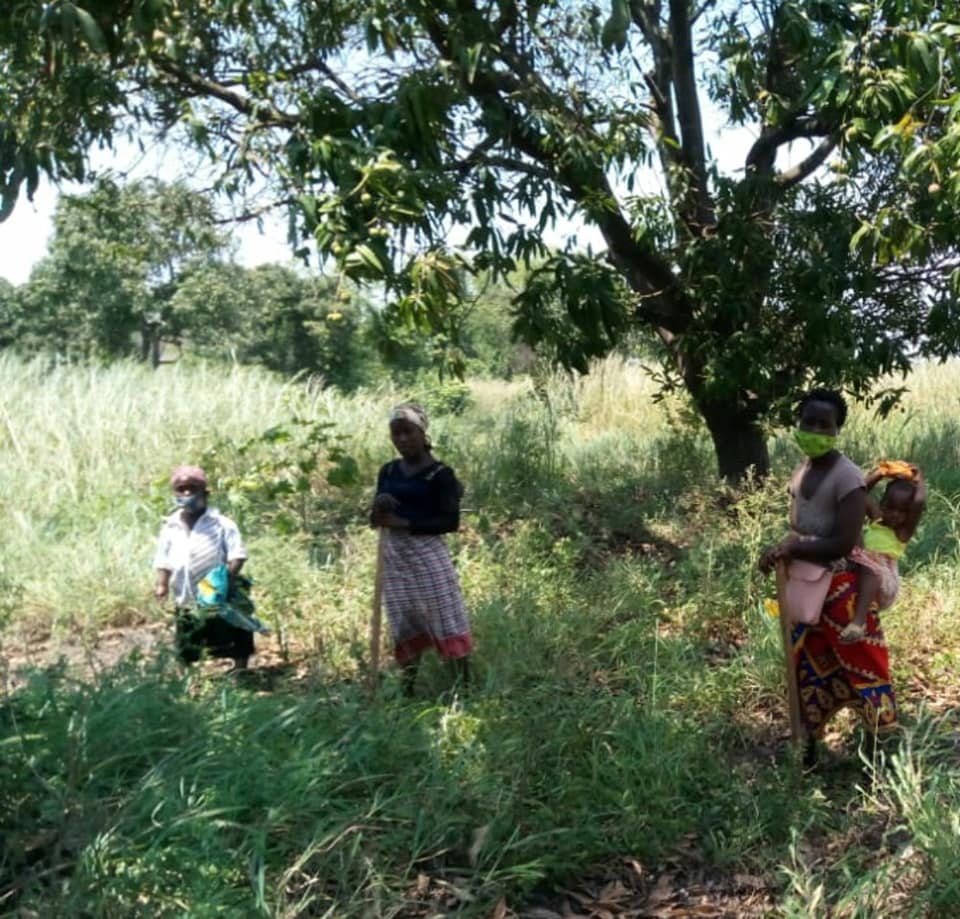 ASeS_Ong's tweet photo. Xinavane, Maputo, Mozambique: visite negli orti per controllare e monitorare le produzioni, divisione del terreno che abbiamo in gestione, in piccoli appezzamenti che sono poi stati donati in usufrutto, alle beneficiarie. Ognuna avrà il compito di seminare e curare le piantine. https://t.co/NqCEPvKyFd