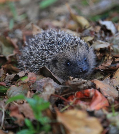 Prickles_Paws's tweet photo. There is lots YOU can do to help #hedgehogs
💦A shallow dish of water
🏠 Build a 🦔home
🛣Make a 🦔highway 
😋 Put out a dish of 🐱/🐶 food
🌿Let corners grow wild 
🍂Create leaf and log piles
👀Watch at a distance
📍Log sightings
🔈Talk about it
💰 Support your local rescue https://t.co/lRjyAniFCK