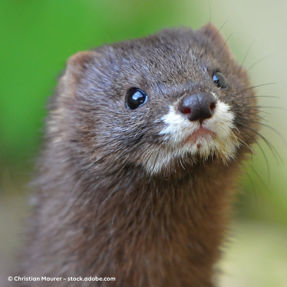 30millionsdamis's tweet image. #JeudiPhoto - #fourrure ou #covid19... l'issue est la même. 15 M de visons d'élevage vont être gazés au #Danemark pour éviter la transmission potentielle du virus au personnel. Quand l'Homme arrêtera-t-il de nuire à la #biodiversité ? Lui seul est responsable des pandémies !