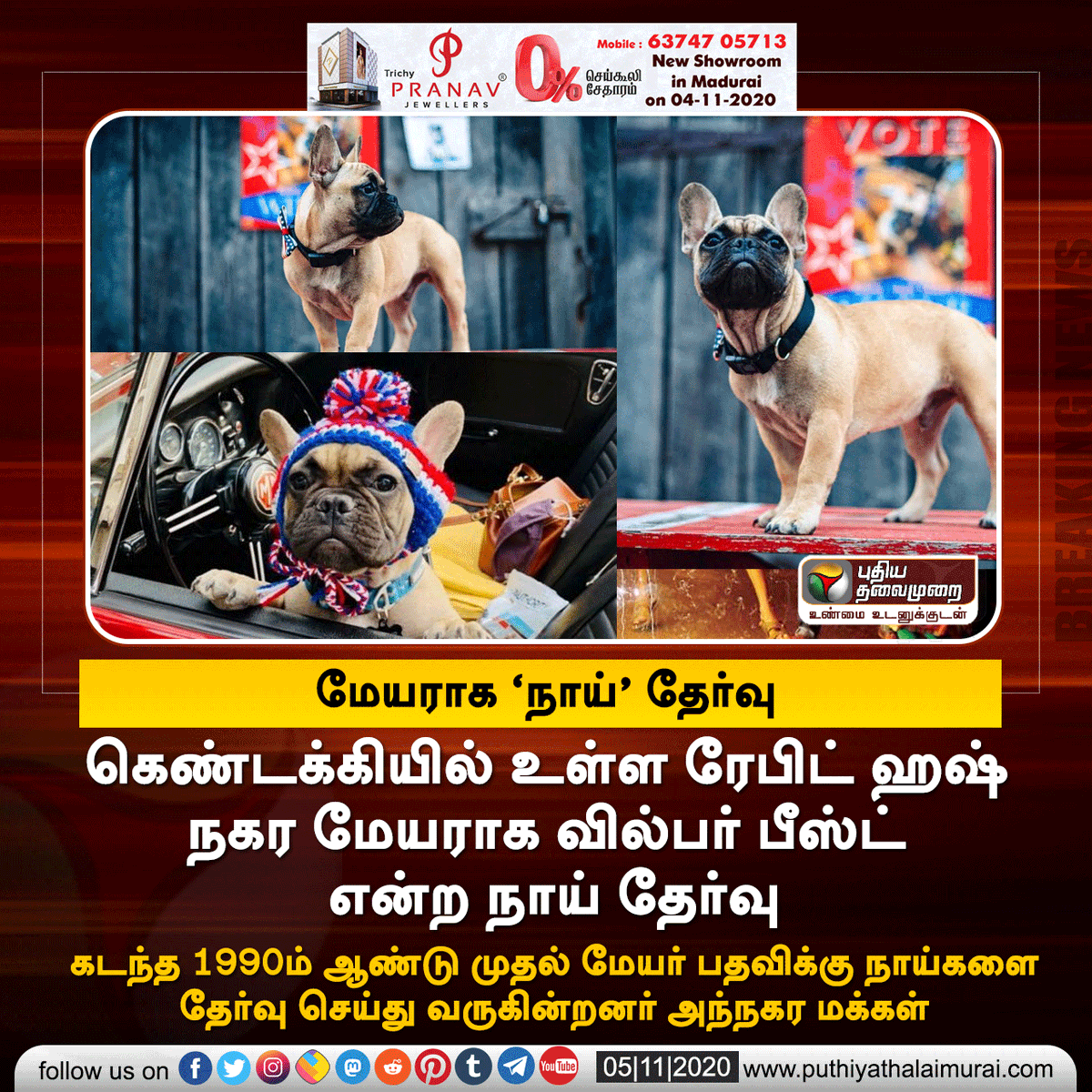 PttvNewsX's tweet photo. ரேபிட் ஹஷ் மேயராக நாய் தேர்வு!
#RabbitHush | #Kentucky | #DogMayor https://t.co/Q8P6LP9Ovx