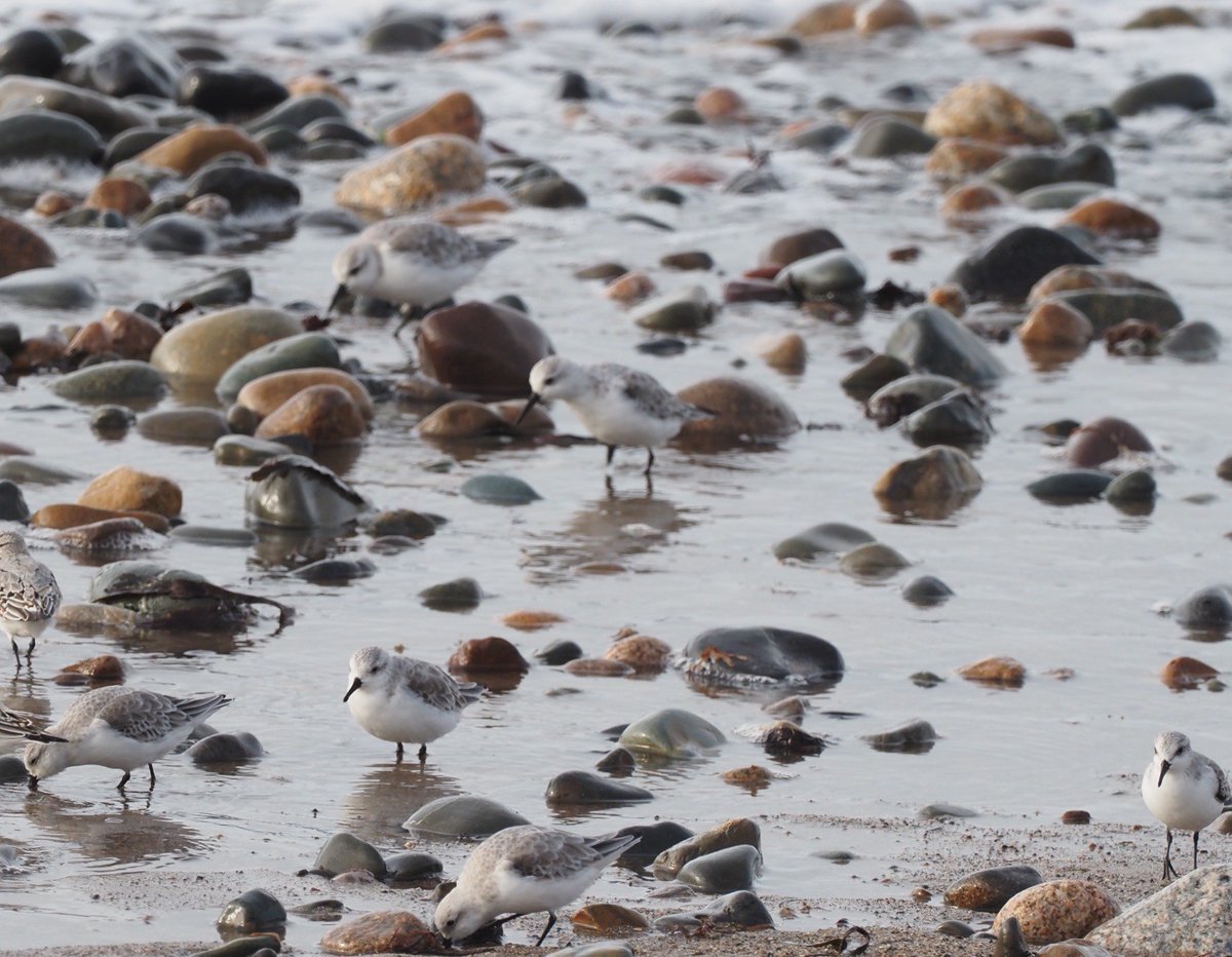 Caring for ourselves is more important than ever during lockdown, but when enjoying the coast in winter it's also important to care for our wildlife - and it's so easy! Just remember to Stop Look Listen for wildlife before heading down to the shore! 1/5