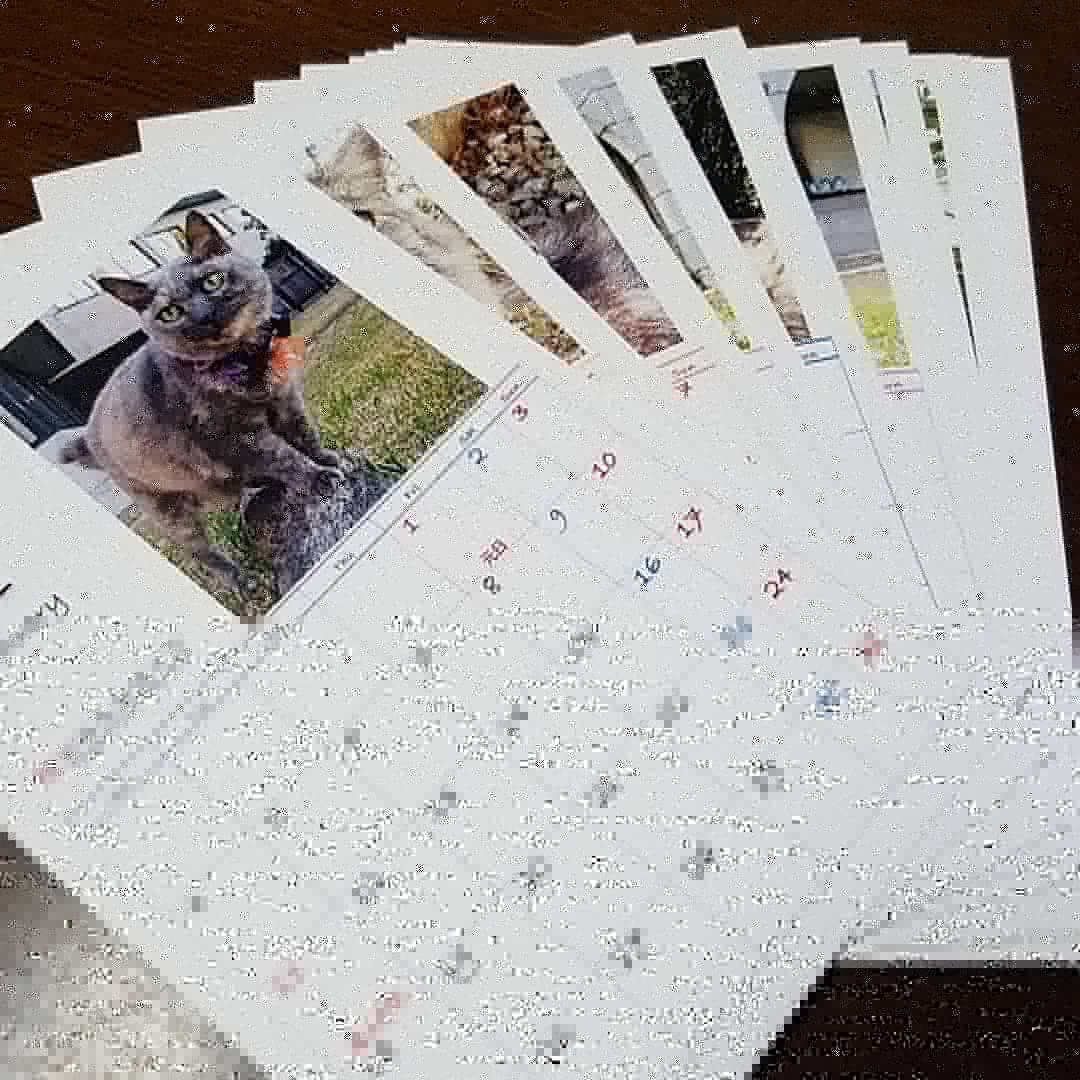 外大猫＠長崎 外大猫Web写真展 (@ngaidaifreem) / Twitter