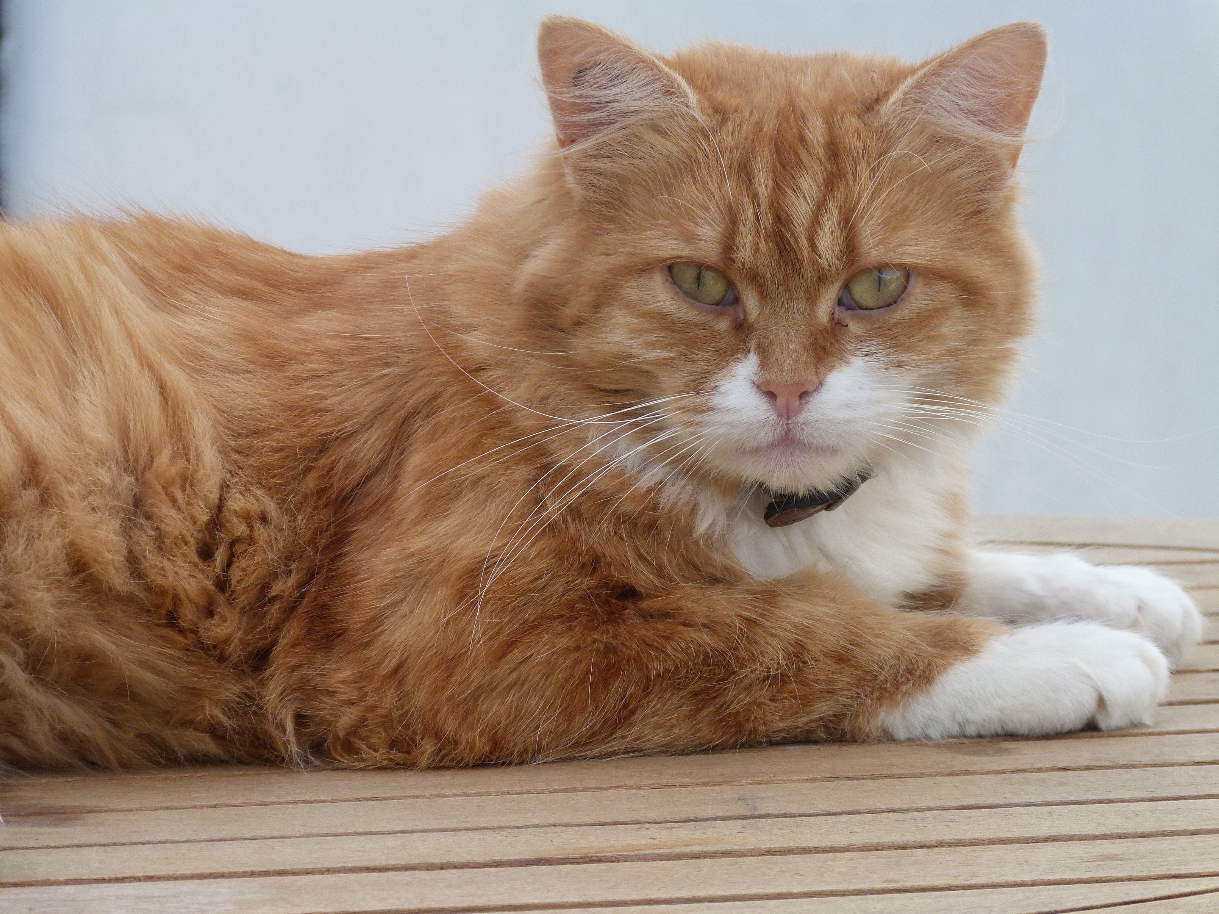 France Bleu Breizh Izel Def Un Chat Fugueur Reapparait 8 Ans Apres A 600 Km De Chez Lui Avant De Repartir En Cavale T Co Tpebkbreqp T Co Hepqmzk6f7 Twitter