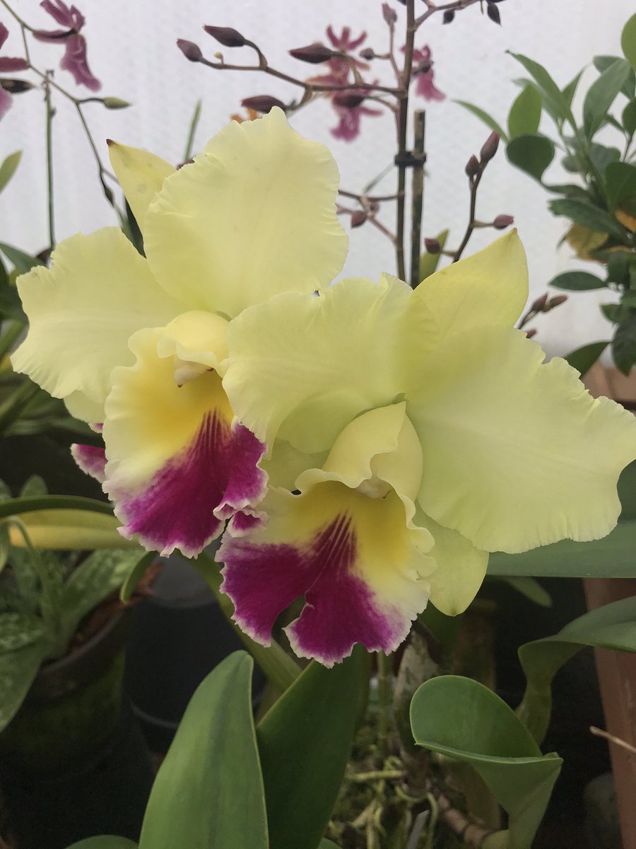 Dublinate's tweet photo. Blc Goldenzelle in flower for the second time, this one with three flowers on it! β€οΈ #orchids #plot8 #TheLiberties https://t.co/Qu0aRNJVng