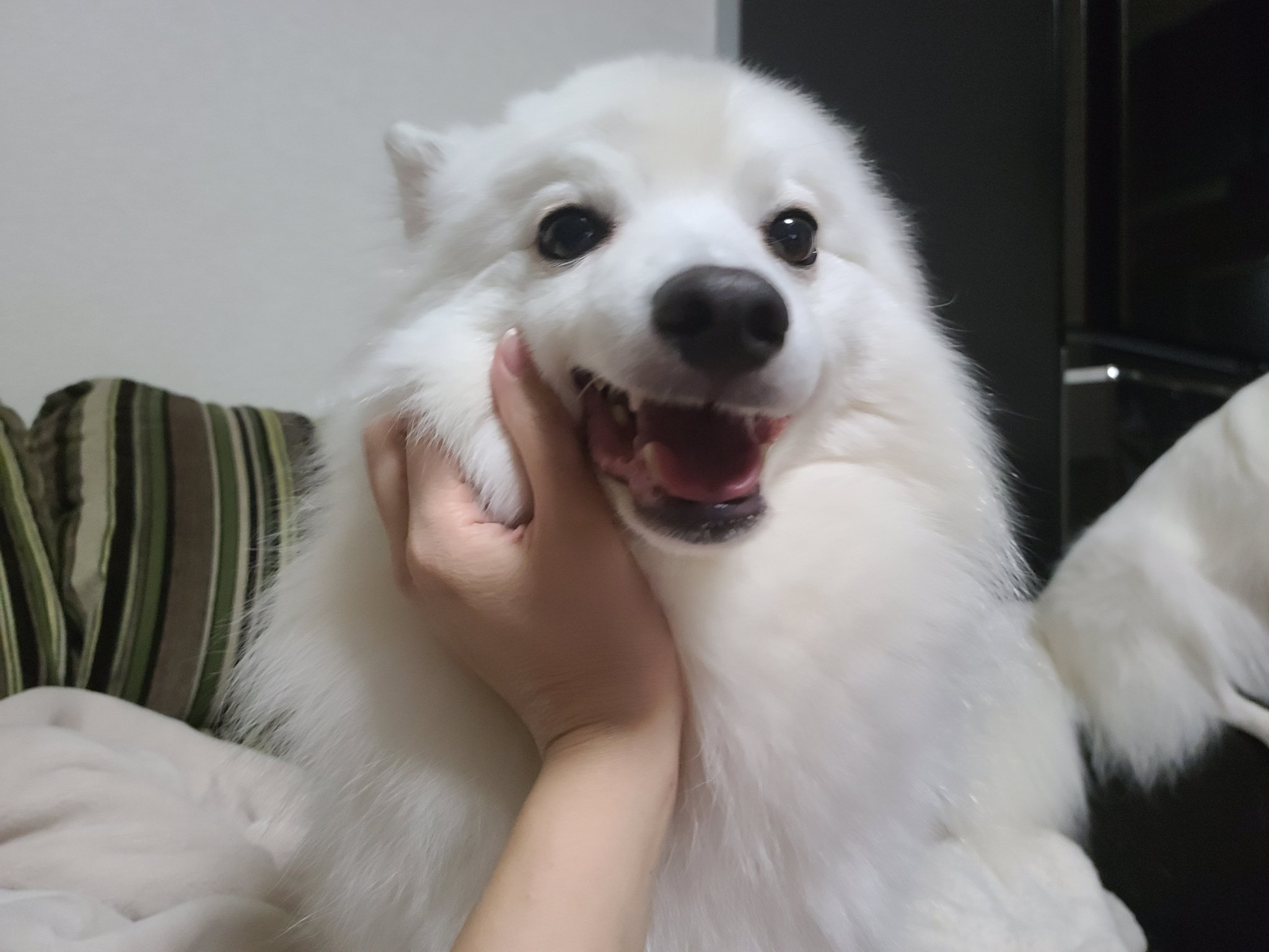 なっち このてんの顔がたまらなく可愛い 日本スピッツ スピッツ 4兄妹 てん T Co Ns8ysedykw Twitter