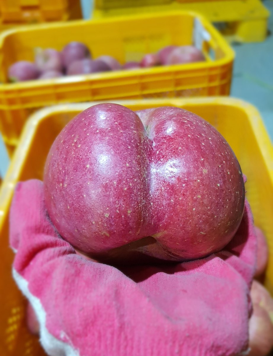 사과 모양이 어피치처럼 보이길래 찍은건데...
예쁘게 나오라고 닦아줬더니 이건 무슨..반질반질 광나는 નુલુંગ......ㅜ