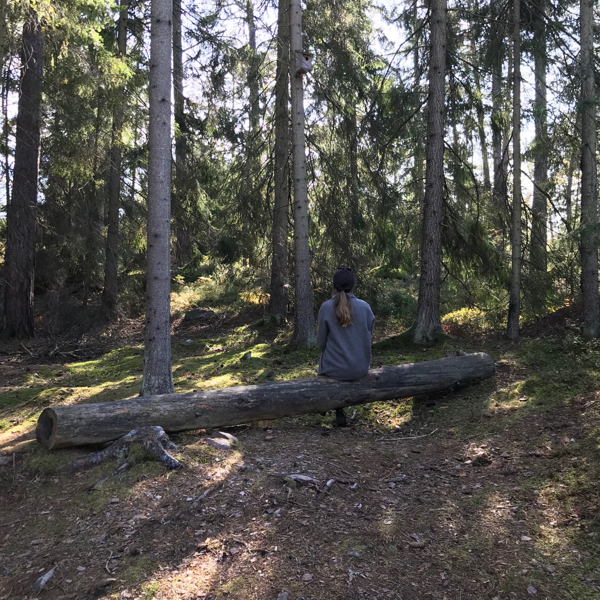 Skogsbad i helgen!
Det finns platser kvar till helgens skogsbad (7-8 nov) med skogsterapiguiden Lisen Sundgren. Mer info och bokning här:  artipelag.se/aktiviteter/sk…