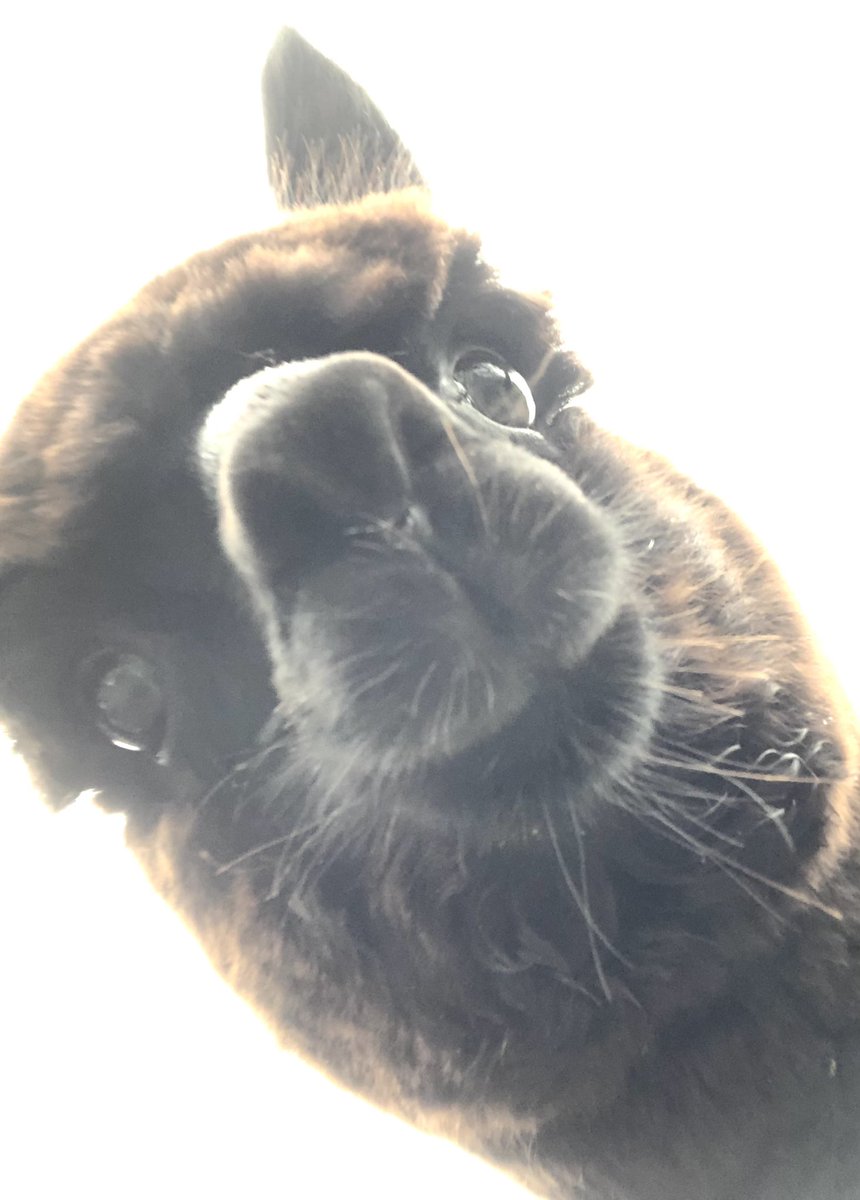 Alpaca pile in with their noses ~ a day late but the USA  #ElectionResults2020 are still a race to be won by a nose. Only question is who nose to win it. My thread of noses continues.