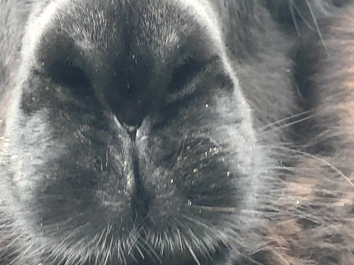 Alpaca pile in with their noses ~ a day late but the USA  #ElectionResults2020 are still a race to be won by a nose. Only question is who nose to win it. My thread of noses continues.