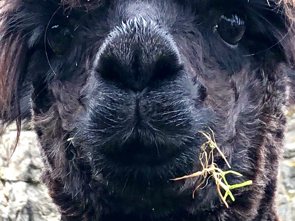 Alpaca pile in with their noses ~ a day late but the USA  #ElectionResults2020 are still a race to be won by a nose. Only question is who nose to win it. My thread of noses continues.
